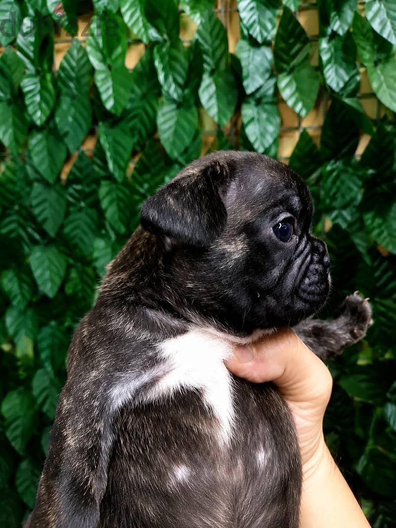 French bulldog 3