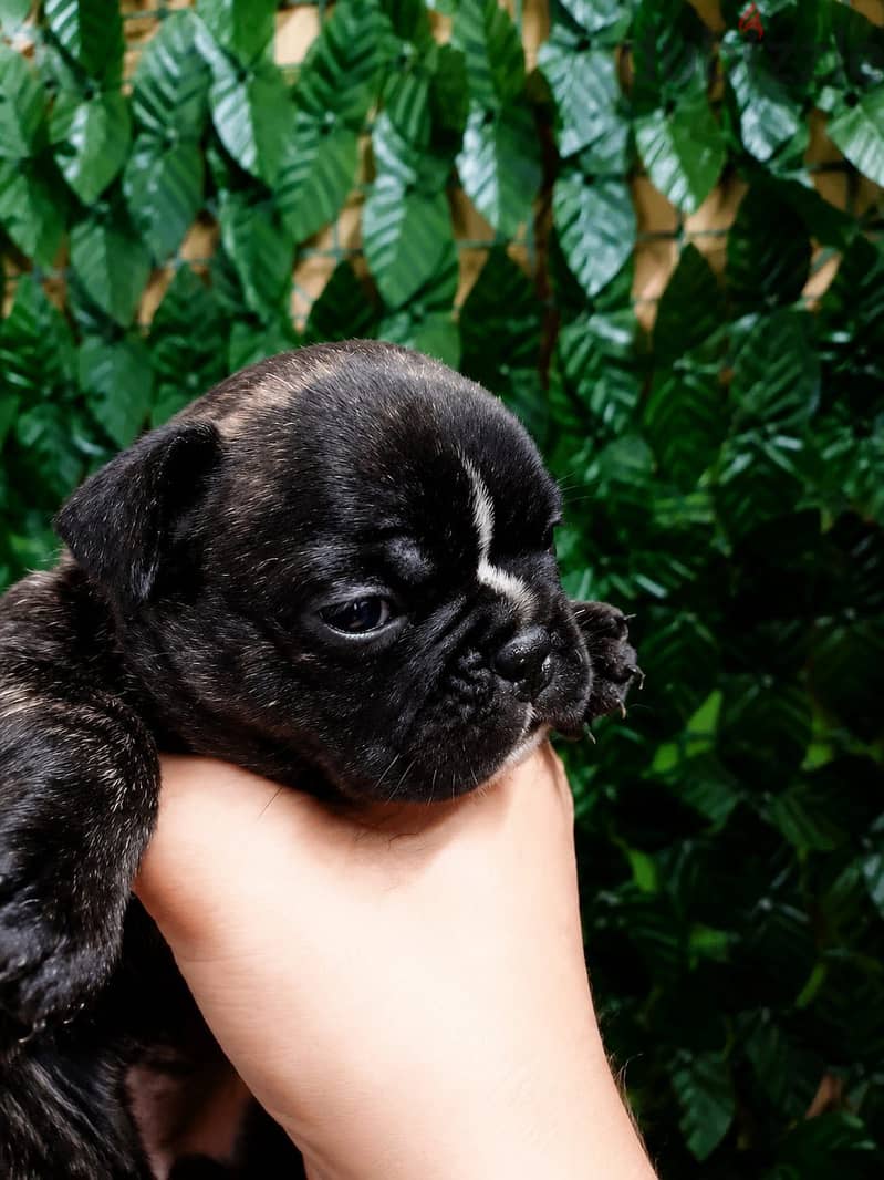 French bulldog 4