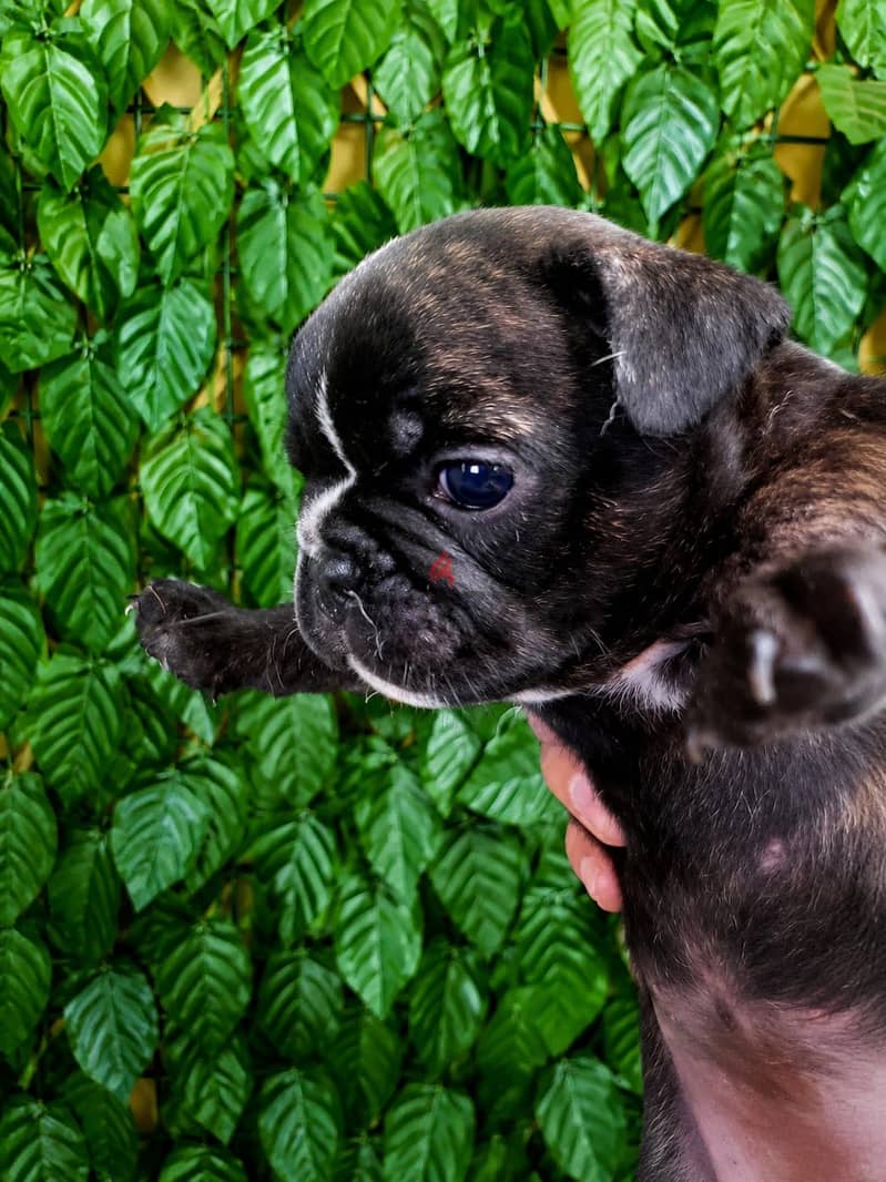 French bulldog 5