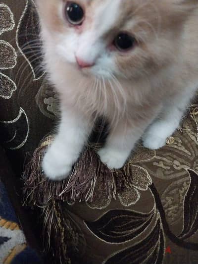قط شيرازي للبيع