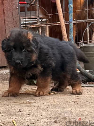German shepherd puppy Msle female جراوي جيرمن شيبرد ولد جيرمان بنت