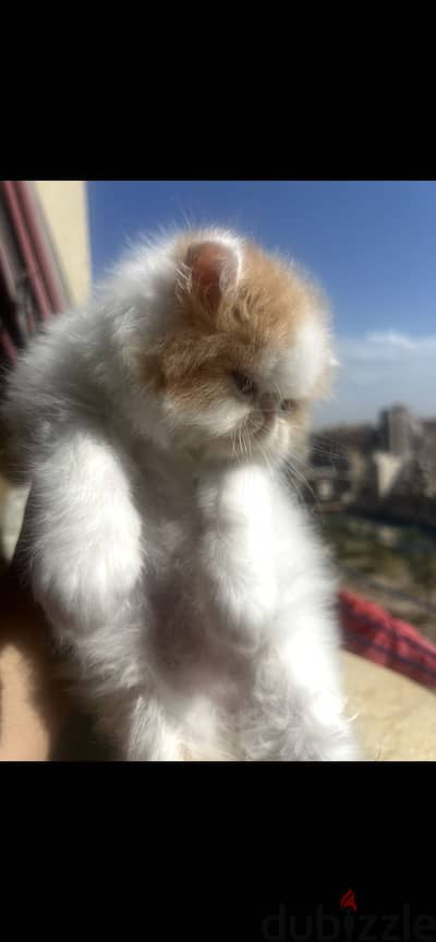قط فان زورار