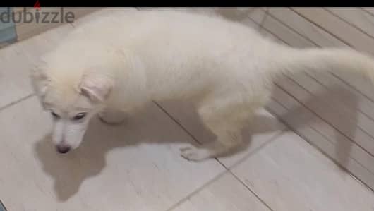 لدواعي السفر يوجد جروين وايت جيرمن ولد وبنت مستوى عالي
