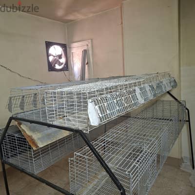 بطارية ارانب هرمي ١٦ عين  مدهونه ومتجددة