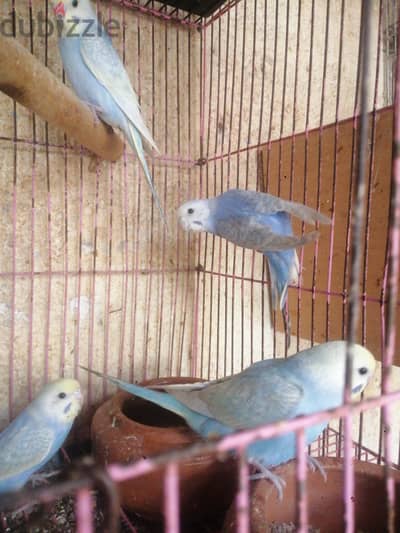 عصافير