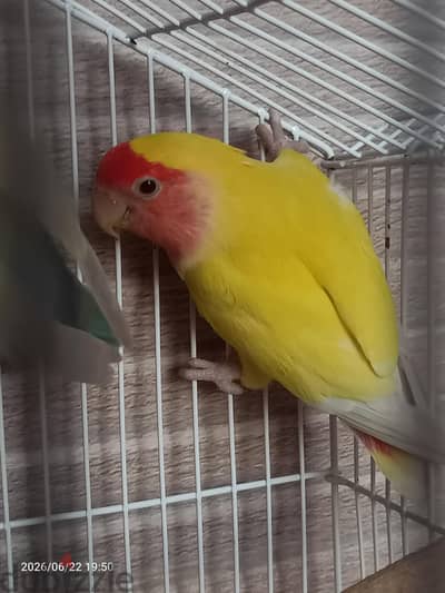 نتايه روز