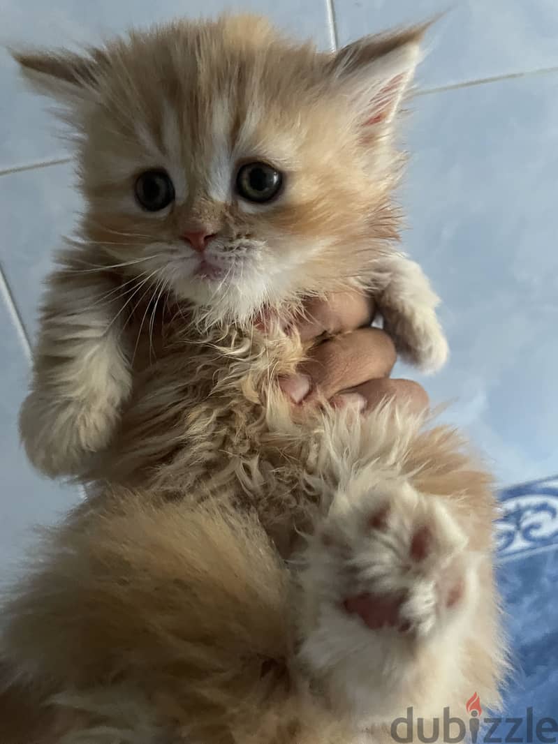 Cat for sell . 1