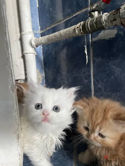 Cats for sell 