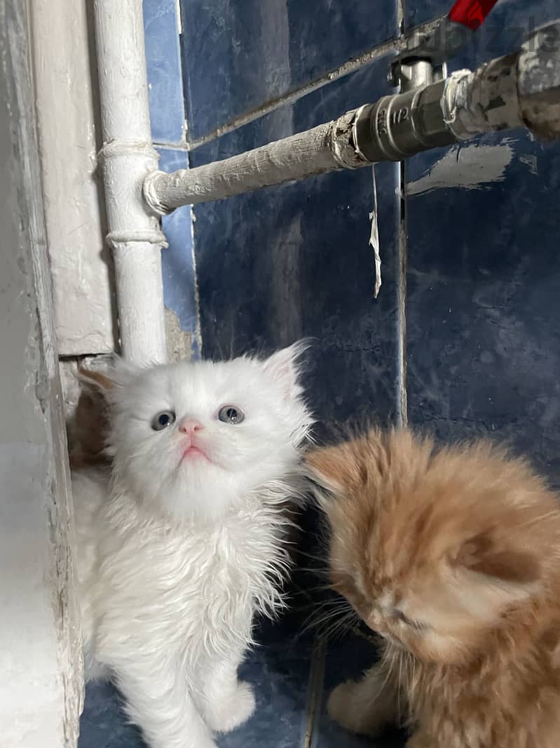 Cats for sell  1