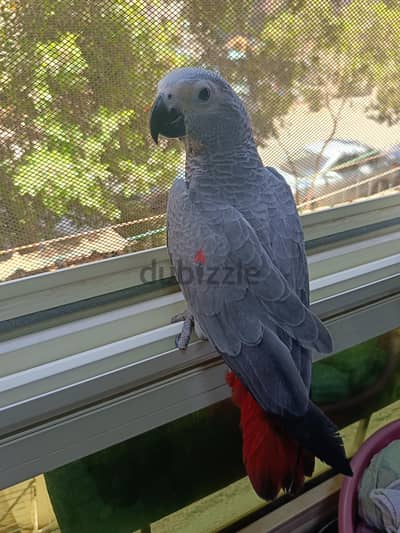 أجمل زغلول زنجباري طفرة