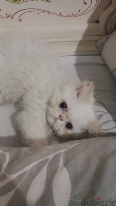 قطة هيمالايا بنت عيون زرقاء