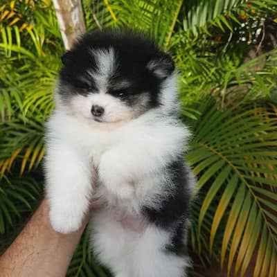 Pure Pomeranian Male Puppy | 45 Days | Teddy Face | Vaccinated
