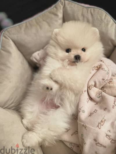 Pure Pomeranian Female Puppy | 45 Days | Teddy Face | Premium Quality