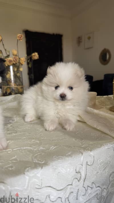 Pure Pomeranian pupppy 45 Days | Teddy Face