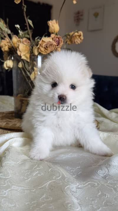 Pure Pomeranian Female Puppy | 45 Days | Teddy Face | Sheikh Zayed