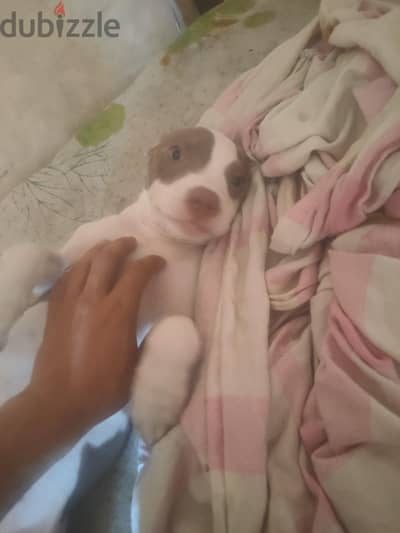 نتايه بيدبول قصيره اربع شهور