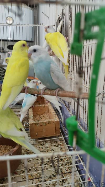 مجموعه شبابا استرالي