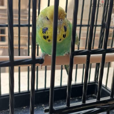 نتايه انصاص اسبلت دبل بلاك 100%