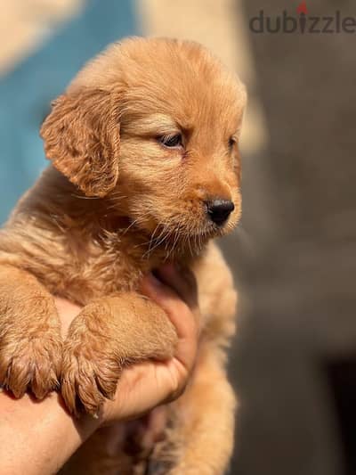 Female golden retriever 55 days old