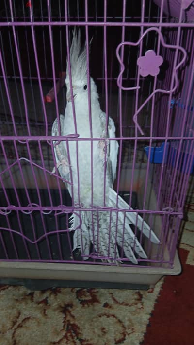القاهره مدينة نصر