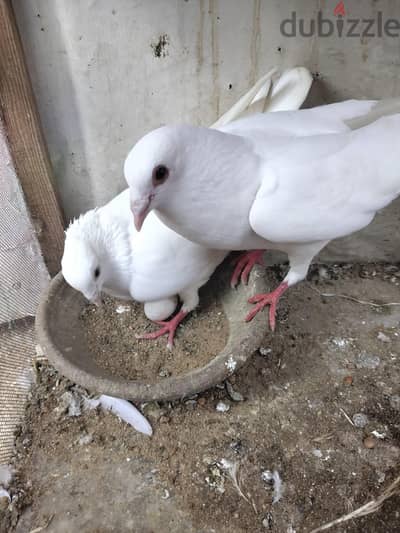 3 اجواز حمام كرزلي 3 اجواز حمام كرزلي