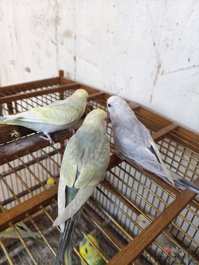 ٣ زغاليل