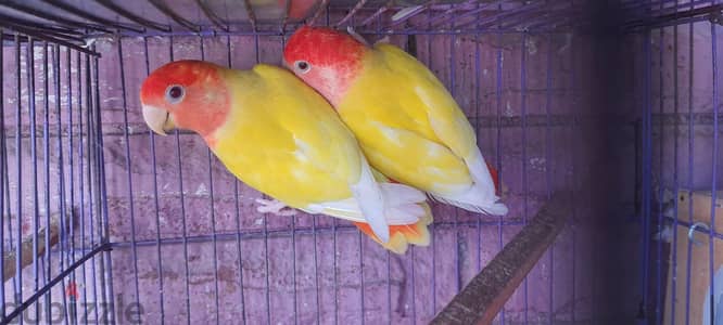جوز اوبلاين رد بعياله
