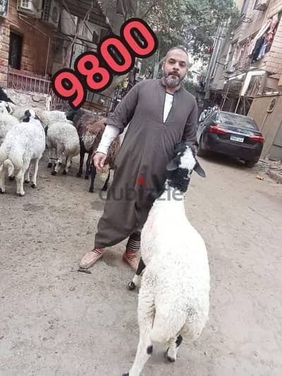 خروف عقيقة ٥٧ كيلو بين ٩٨٠٠ والدبح والتغليف لوجه الله خروف عقيقة ٥٧ كيلو بين ٩٨٠٠ والدبح والتغليف لوجه الله