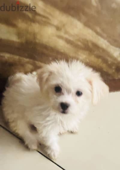 Mini puppies