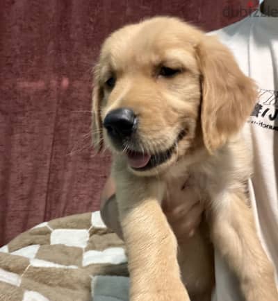 Female golden retriever puppy