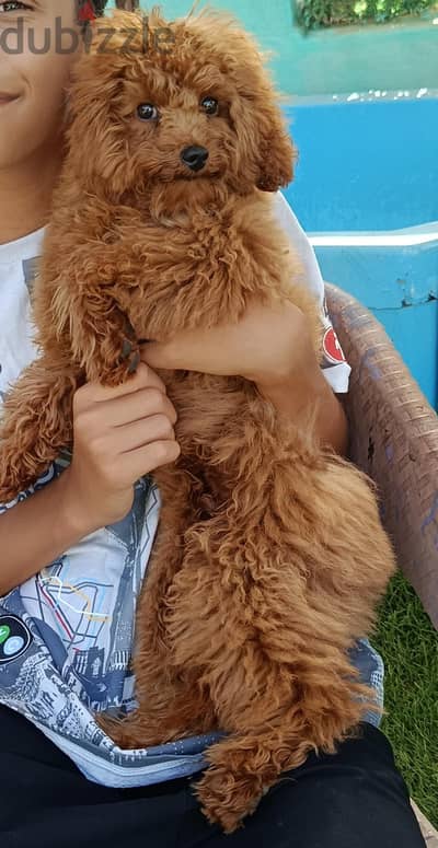 poodle puppy