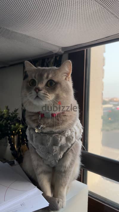 قط british shorthair للزواج فقط