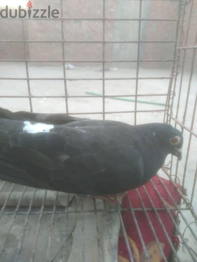 دكر جمعية