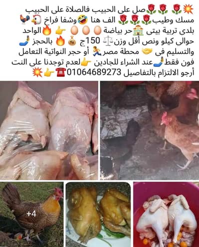 فراخ بلدي  حر