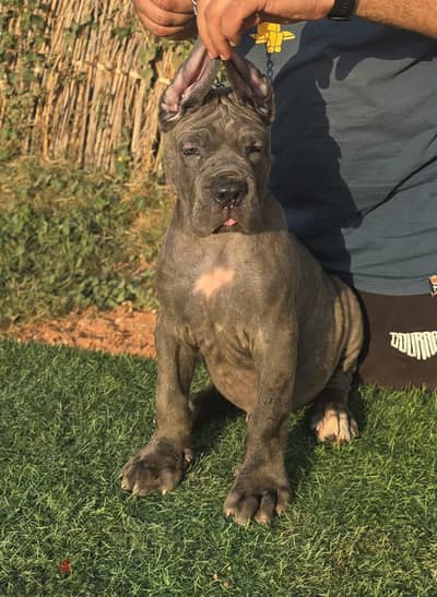 كين كورسو cane corso