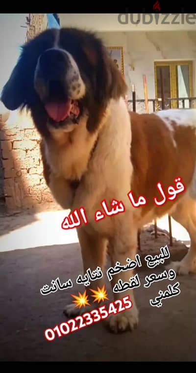 للبيع اضخم وانضف نتايه سانت بفضل الله ام منتجه بالضمان
