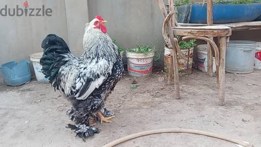 ديك براهما اسبريت فضي شغال