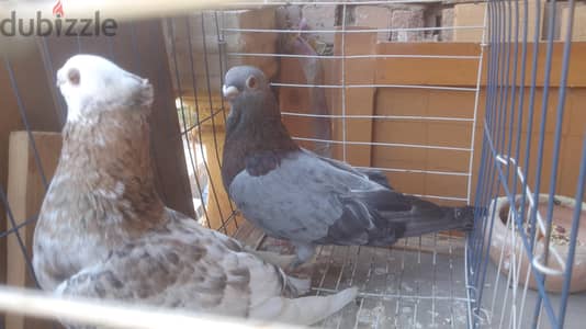 حمام للبيع