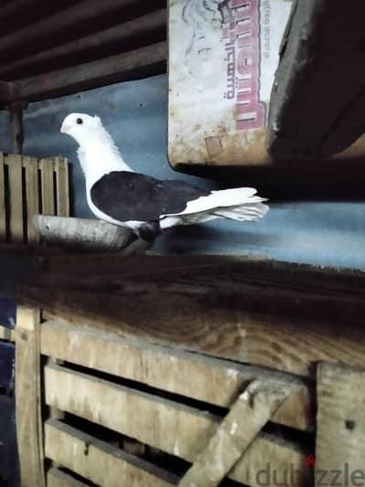 بنيدي كشك