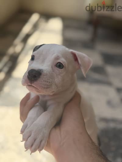 Pure pidbull