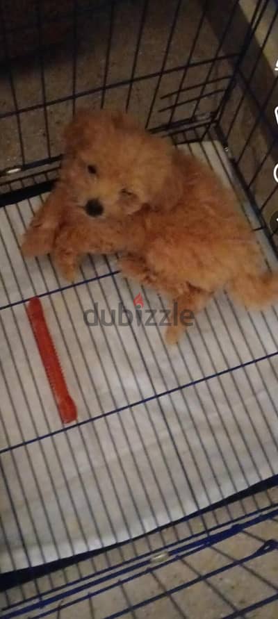 maltipoo for sale 62 days