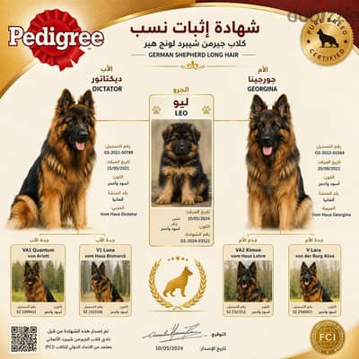 عاوز كلب جيرمن شيبرد