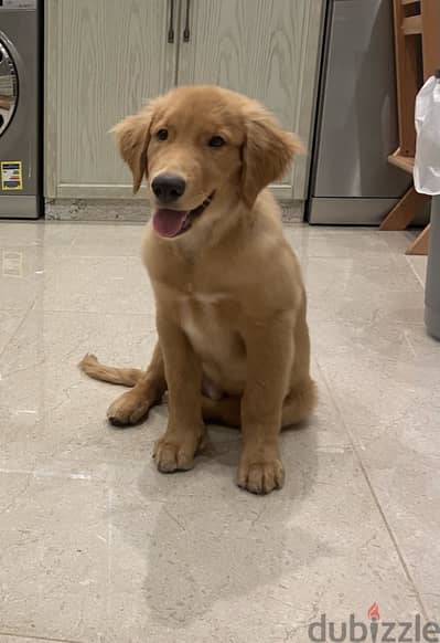 كلب جولدن ريتريفر  ٤ شهور و نص/golden retriever puppy 4.5 months
