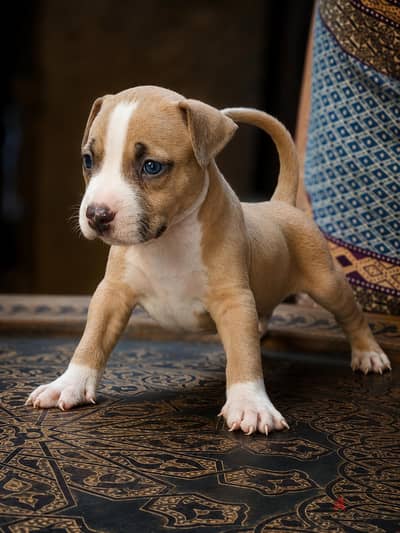 pitbull ll بيتبول