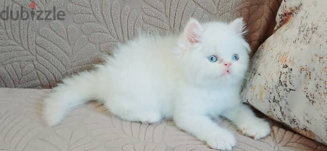 kitten Himalayan male 50 day used litter box
