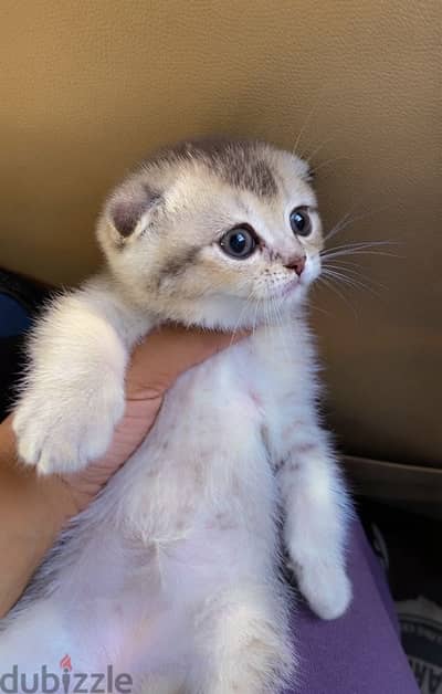 Scottish double fold