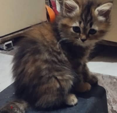 قطط  شيراز وهيملايا شوكلت