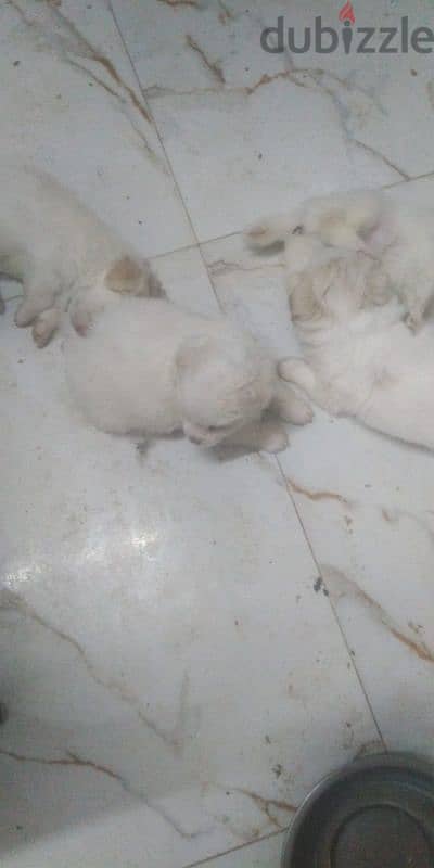 4كلاب جيرفون ولاد دباديب