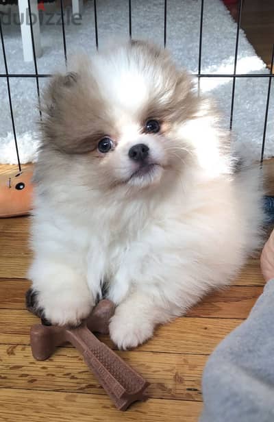 Puppy Pomeranian