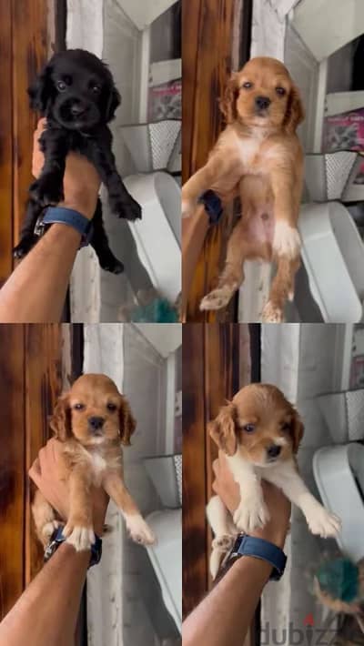 Cocker Spaniel puppies